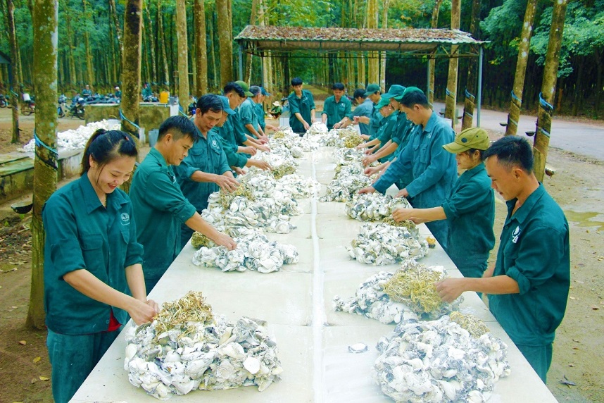 Cao su Đồng Phú: Xứng danh vùng đất anh hùng